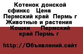 Котенок донской сфинкс › Цена ­ 3 000 - Пермский край, Пермь г. Животные и растения » Кошки   . Пермский край,Пермь г.